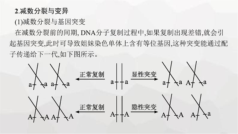 新教材高考生物一轮复习能力素养提升课3细胞分裂与可遗传变异、DNA复制的关系课件05