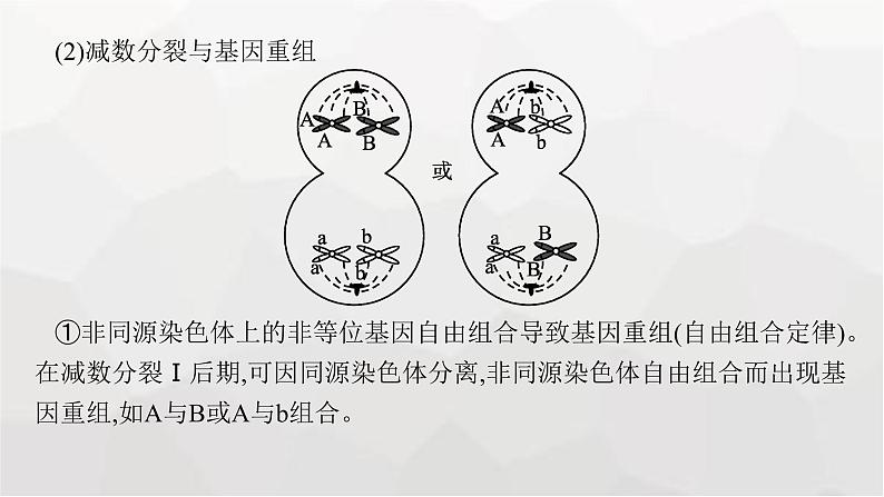 新教材高考生物一轮复习能力素养提升课3细胞分裂与可遗传变异、DNA复制的关系课件06