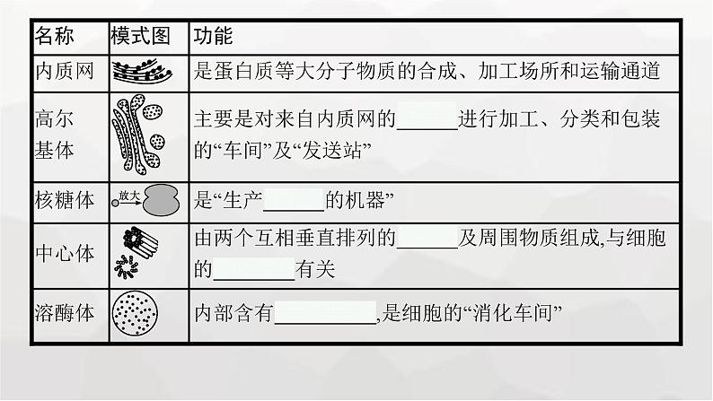 新教材高考生物一轮复习第2单元细胞的基本结构 细胞的物质输入和输出第2讲细胞器之间的分工合作课件第8页