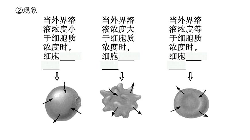 新教材高考生物一輪復(fù)習(xí)第2單元細(xì)胞的基本結(jié)構(gòu) 細(xì)胞的物質(zhì)輸入和輸出第3講細(xì)胞的物質(zhì)輸入和輸出課件第8頁(yè)