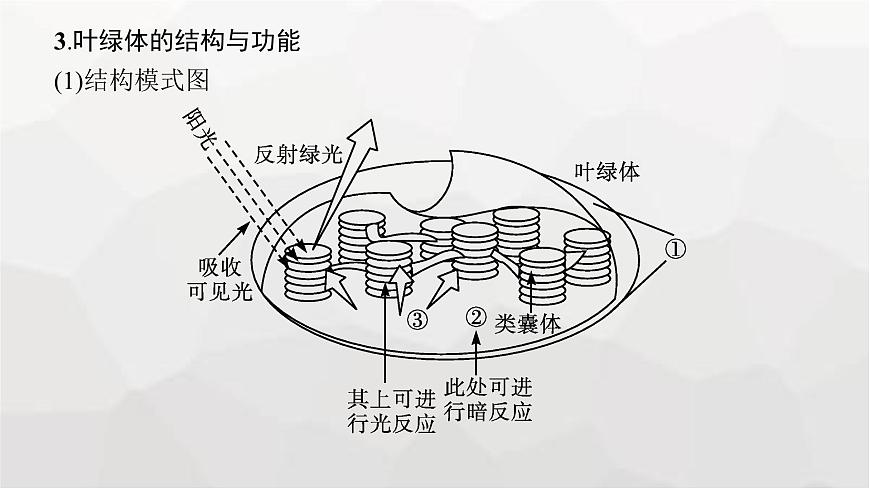新教材高考生物一輪復習第3單元細胞的能量供應和利用第3講光合作用與能量轉(zhuǎn)化課件第8頁