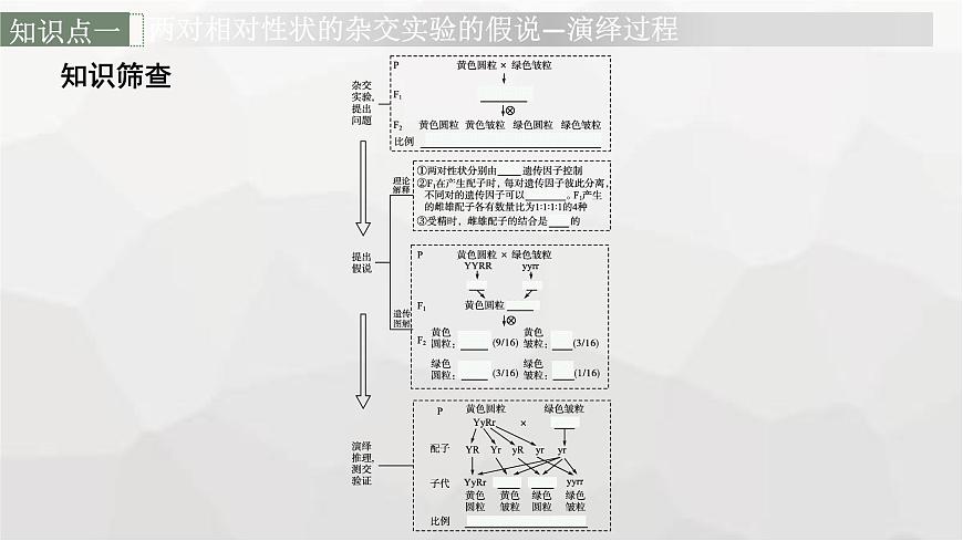 新教材高考生物一輪復(fù)習(xí)第5單元遺傳因子的發(fā)現(xiàn)和伴性遺傳第2講孟德爾的豌豆雜交實(shí)驗(yàn)(二)課件第6頁
