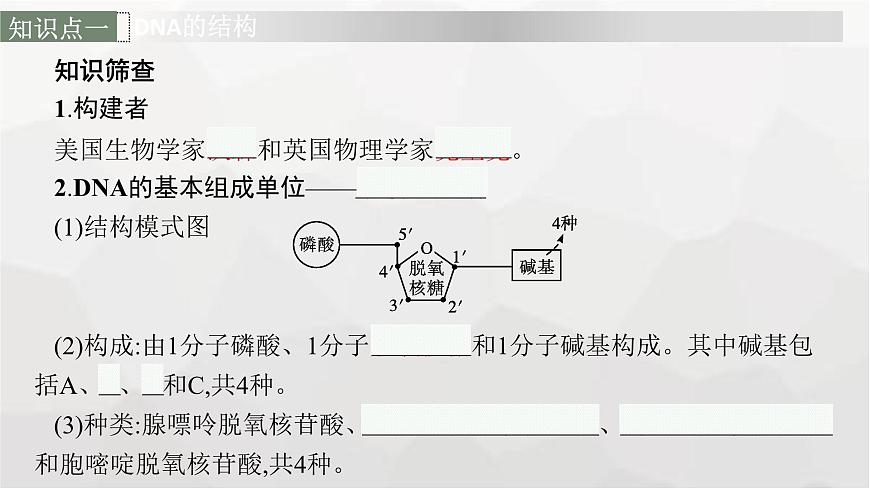 新教材高考生物一輪復(fù)習(xí)第6單元基因的本質(zhì)與表達(dá)第2講DNA的結(jié)構(gòu)、復(fù)制與基因的本質(zhì)課件第6頁(yè)