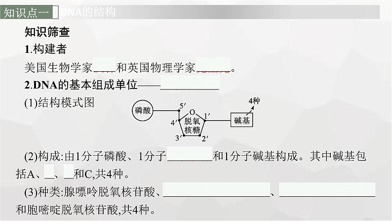 新教材高考生物一轮复习第6单元基因的本质与表达第2讲DNA的结构、复制与基因的本质课件第6页