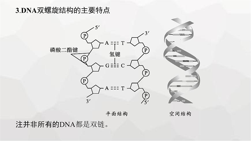 新教材高考生物一輪復(fù)習(xí)第6單元基因的本質(zhì)與表達(dá)第2講DNA的結(jié)構(gòu)、復(fù)制與基因的本質(zhì)課件第7頁(yè)