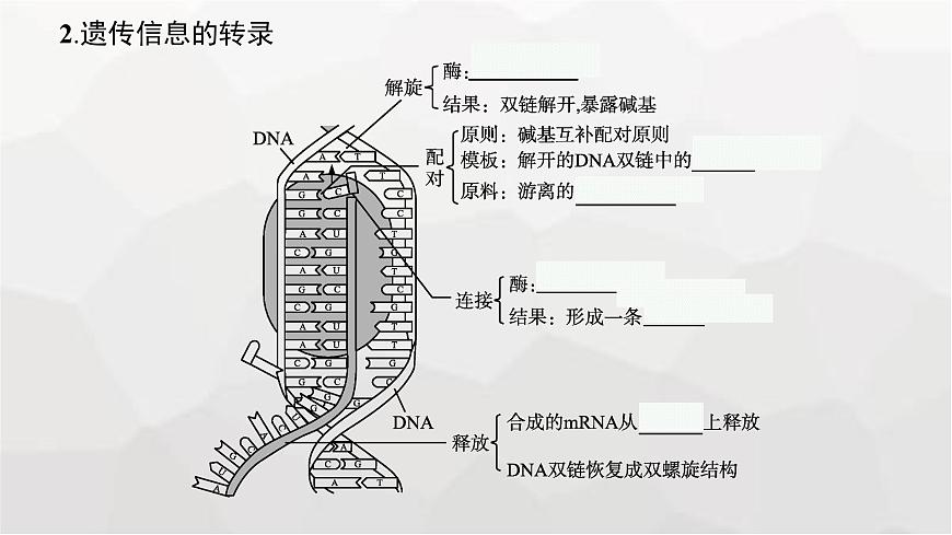 新教材高考生物一輪復(fù)習(xí)第6單元基因的本質(zhì)與表達(dá)第3講基因的表達(dá)課件第7頁