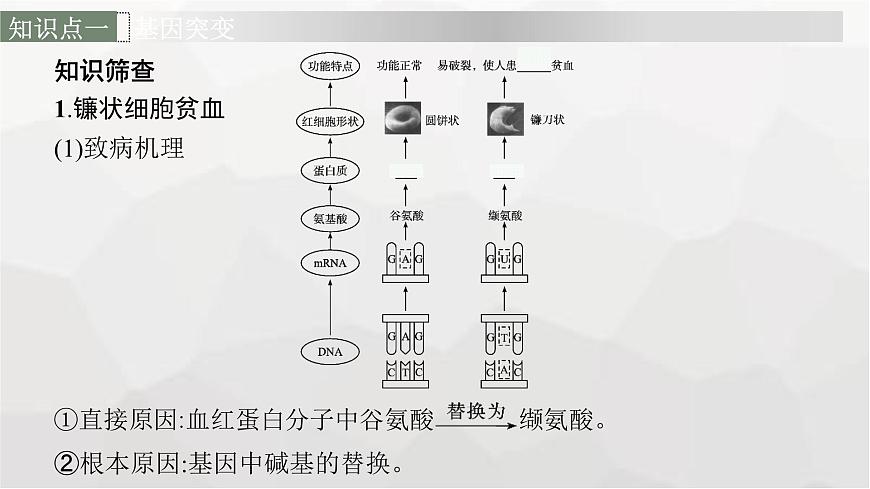 新教材高考生物一輪復(fù)習(xí)第7單元生物的變異和進(jìn)化第1講基因突變和基因重組課件第6頁(yè)