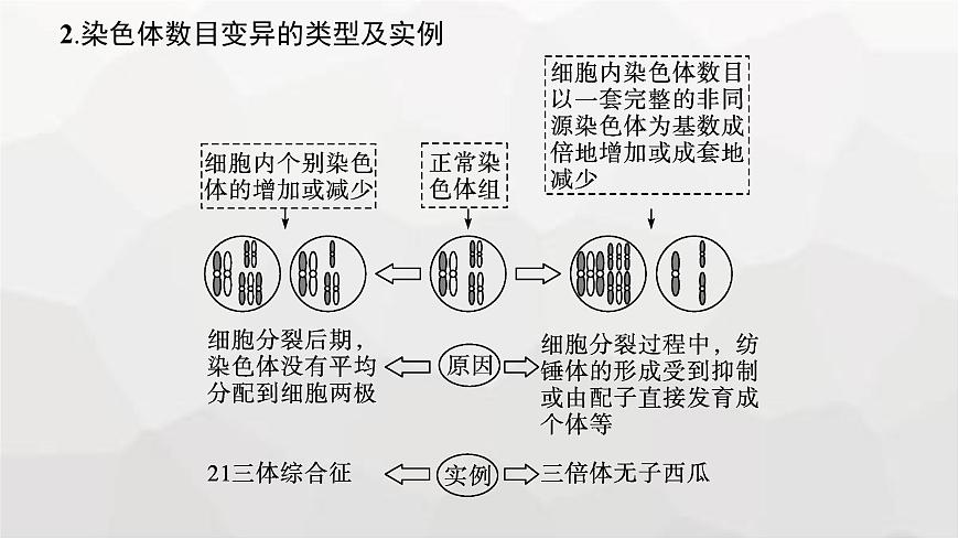 新教材高考生物一輪復習第7單元生物的變異和進化第2講染色體變異課件第7頁