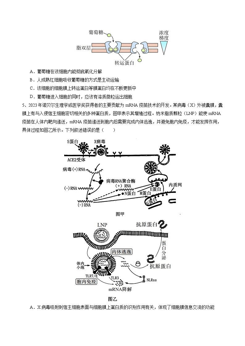 卷02-備戰(zhàn)2024年高考生物仿真演練模擬預(yù)測卷（湖北卷）（原卷版）第2頁