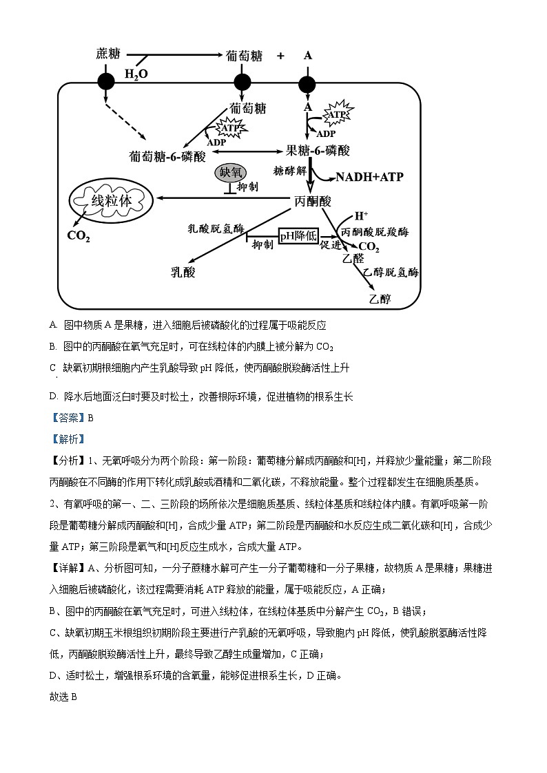 2024届安徽省合肥市一六八中学高三最后一卷(三模)生物试题(教师版)第3页