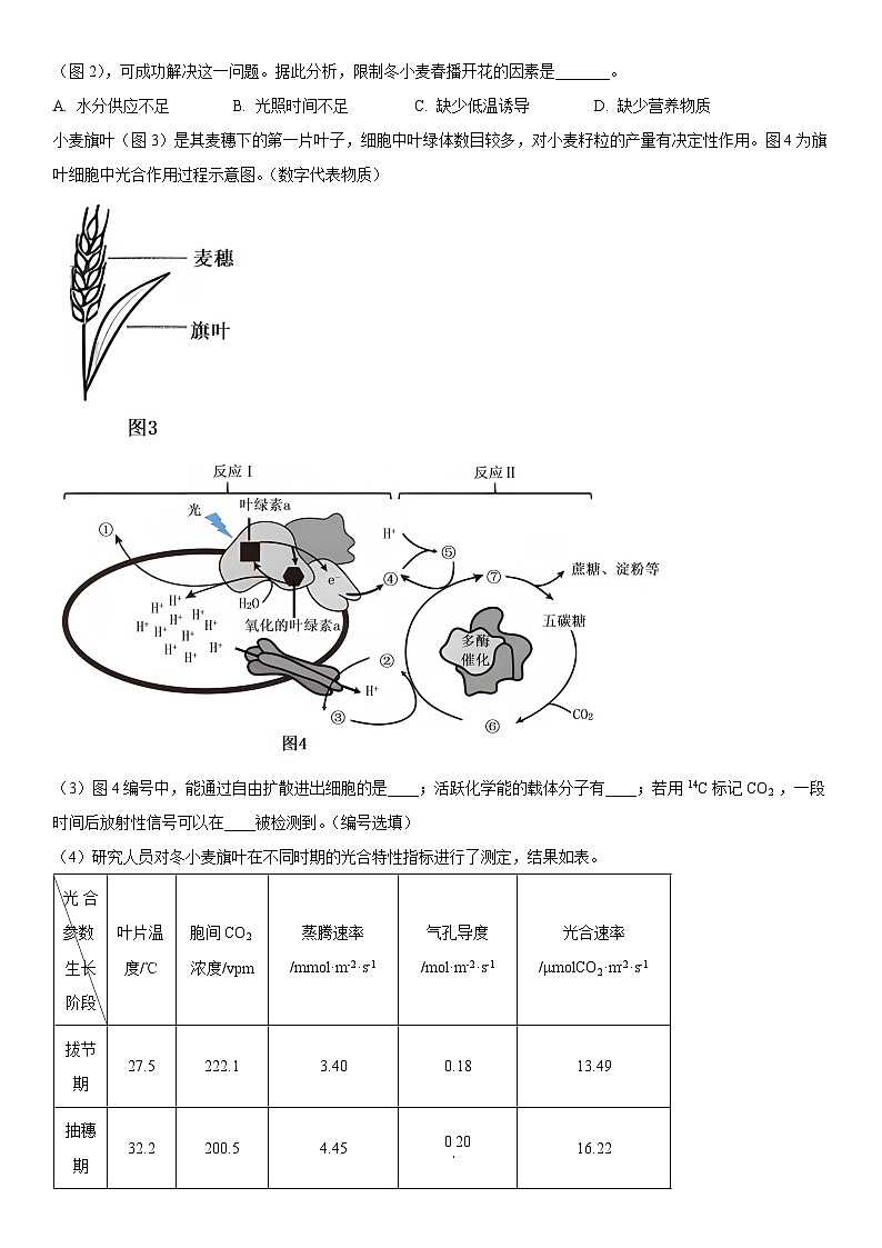 2024年上海市松江区高三上学期高考&等级考生物一模试卷含详解第3页