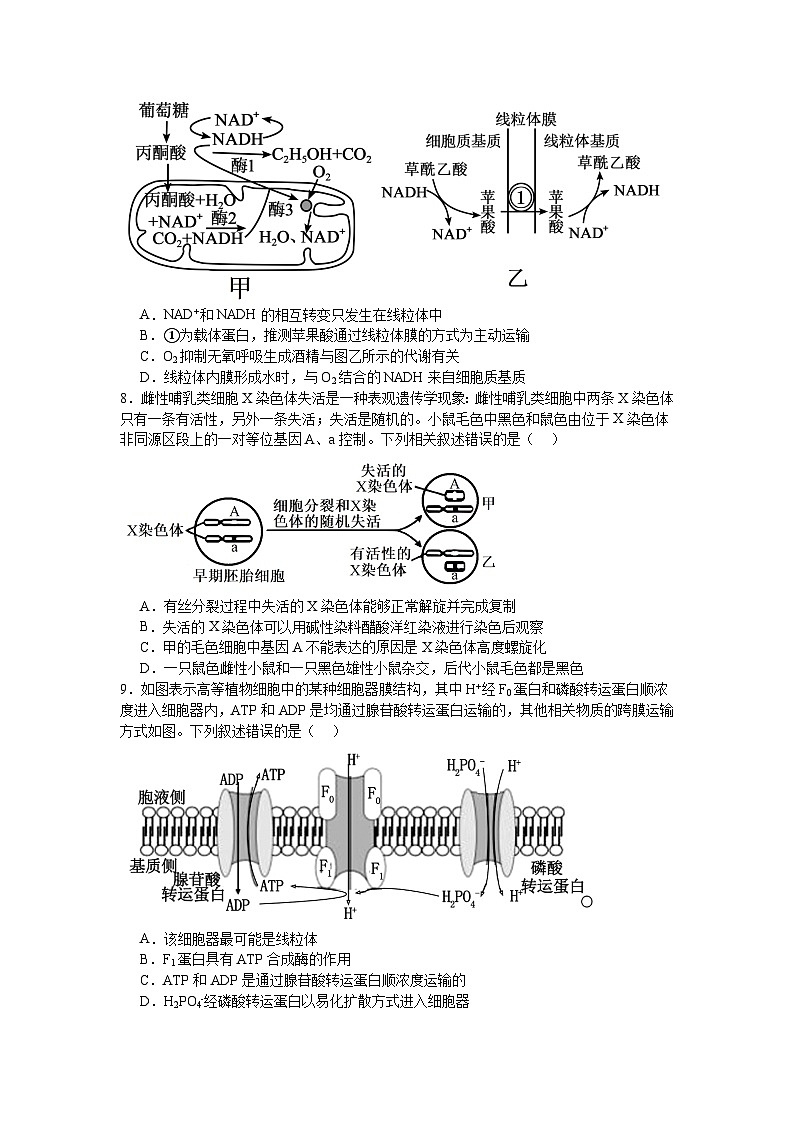 2024许昌高级中学高三下学期5月月考试题生物含解析第3页