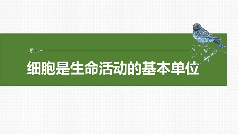 2024届高三生物一轮复习课件第1课时 走近细胞第4页