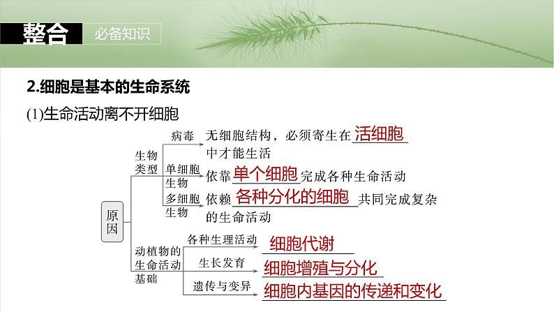 2024届高三生物一轮复习课件第1课时 走近细胞第8页