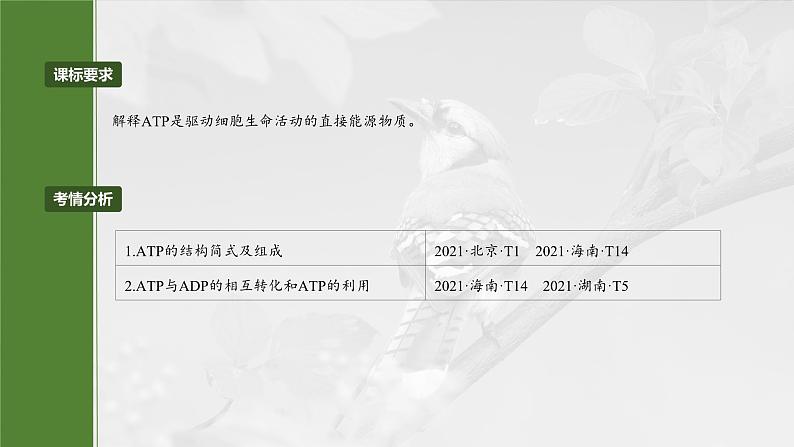 2024届高三生物一轮复习课件第三单元 第12课时 细胞的能量“货币”ATP第2页