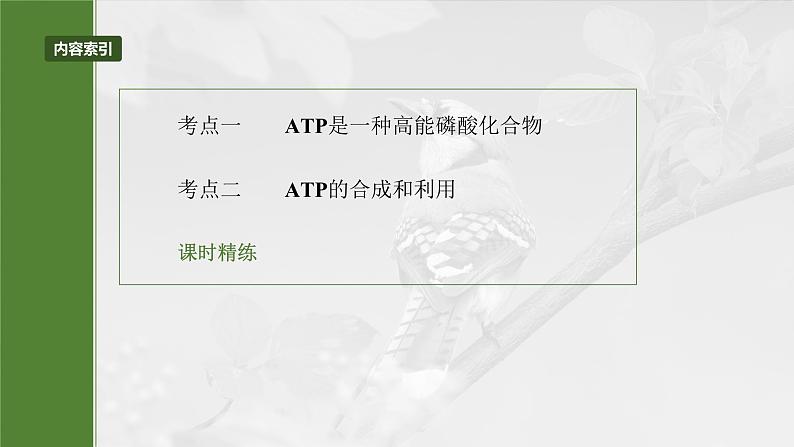 2024届高三生物一轮复习课件第三单元 第12课时 细胞的能量“货币”ATP第3页