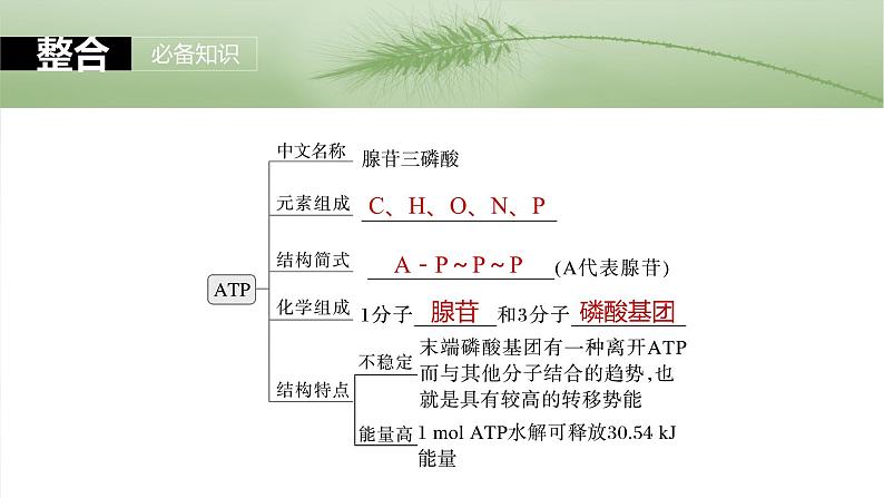 2024届高三生物一轮复习课件第三单元 第12课时 细胞的能量“货币”ATP第5页