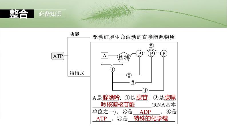 2024届高三生物一轮复习课件第三单元 第12课时 细胞的能量“货币”ATP第6页