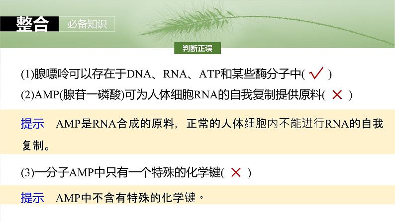 2024届高三生物一轮复习课件第三单元 第12课时 细胞的能量“货币”ATP第7页