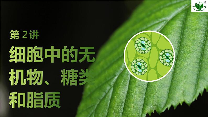 2024届高三一轮复习生物:细胞中的无机物、糖类和脂质课件01
