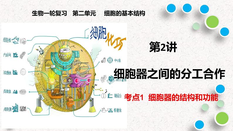 2025届高三生物人教版(2019)必修1一轮复习:细胞器之间的分工合作课件第1页