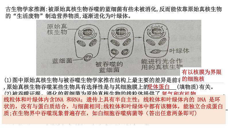 2025届高三生物人教版(2019)必修1一轮复习:细胞器之间的分工合作课件第6页