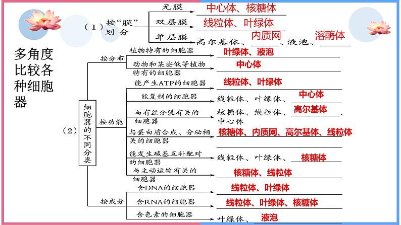 2025届高三生物人教版(2019)必修1一轮复习:细胞器之间的分工合作课件第7页