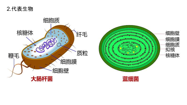 2025届高三生物一轮复习课件2:细胞的多样性和统一性第3页
