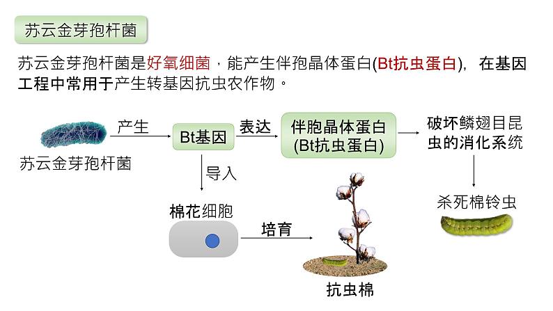 2025届高三生物一轮复习课件2:细胞的多样性和统一性第7页