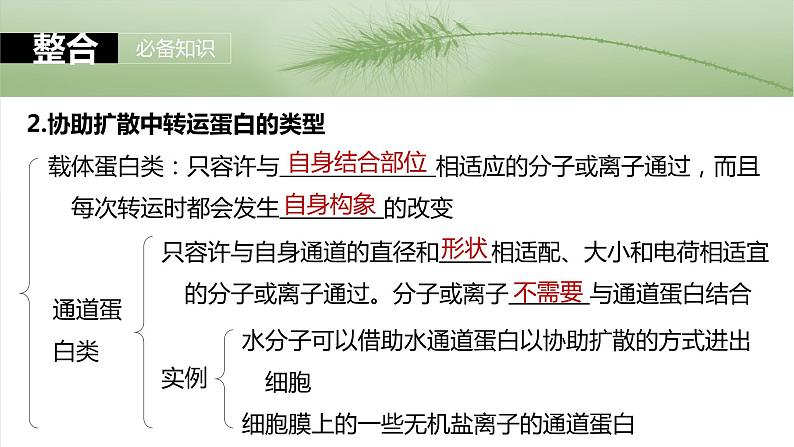 2025届高三生物一轮复习课件第10课时 物质进出细胞的方式及影响因素第7页