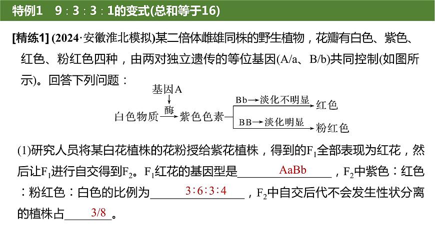 2025屆高三生物一輪復(fù)習(xí)生物:基因的自由組合定律遺傳特例分析課件第4頁(yè)