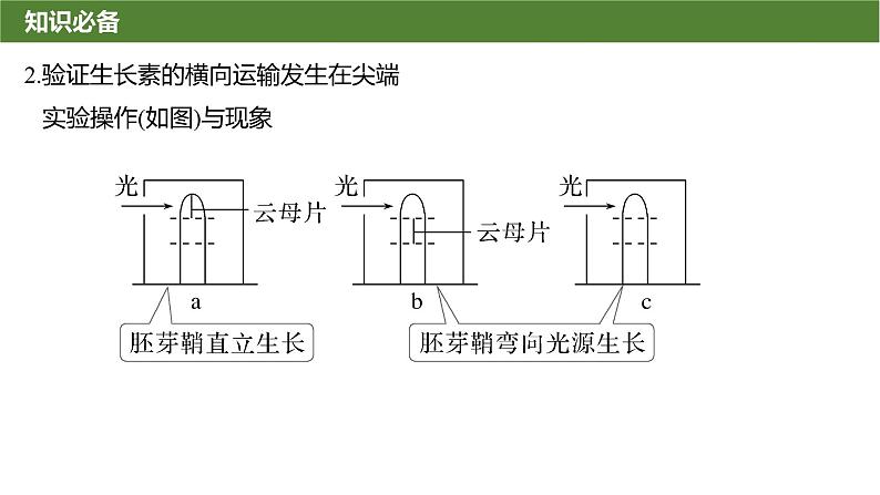 2025届高三生物一轮复习微拓展10:与植物激素相关的实验设计课件第3页