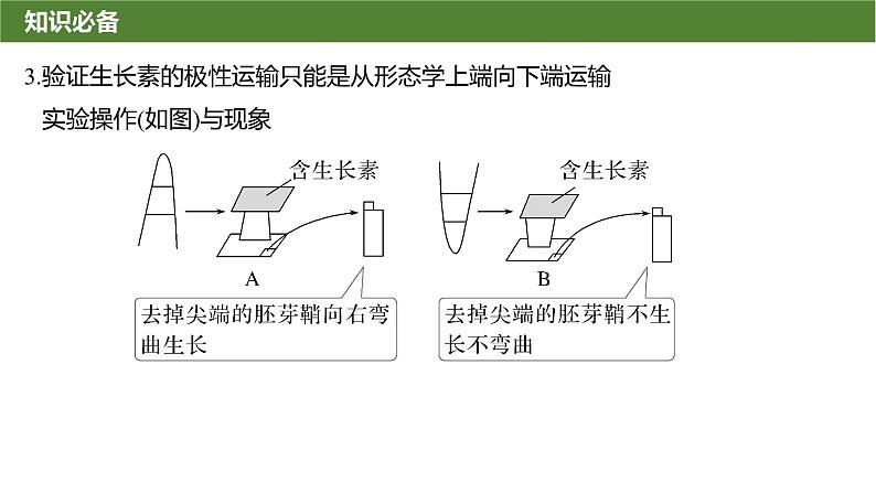 2025届高三生物一轮复习微拓展10:与植物激素相关的实验设计课件第4页