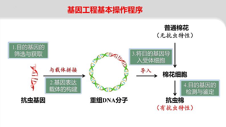 2024届高三二轮复习生物:基因工程-限制酶,基因表达载体的构建、引物课件第3页