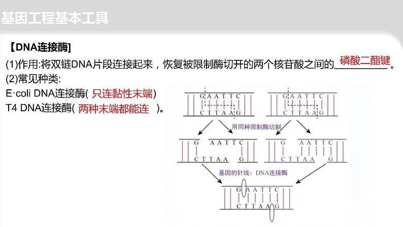 2024届高三二轮复习生物:基因工程-限制酶,基因表达载体的构建、引物课件第6页