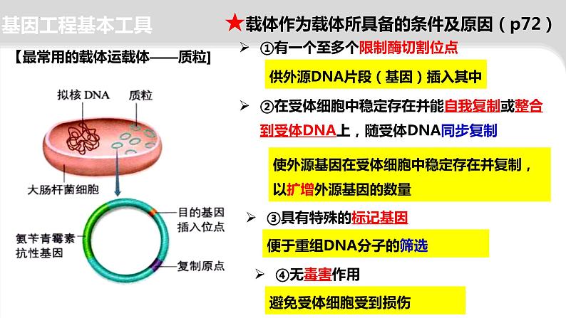 2024届高三二轮复习生物:基因工程-限制酶,基因表达载体的构建、引物课件第8页
