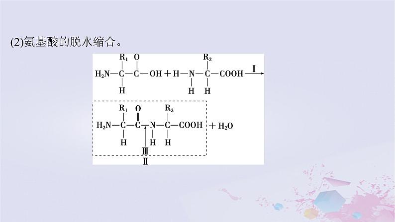 2025届高考生物一轮总复习必修1第一单元细胞及其分子组成第3讲蛋白质和核酸课件第7页