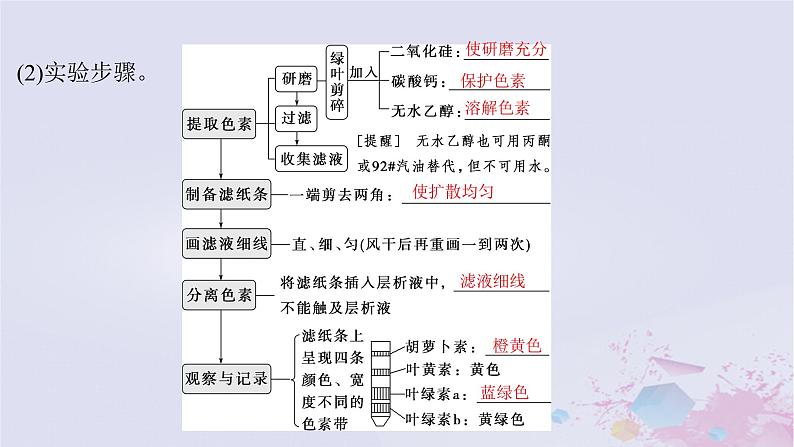 2025届高考生物一轮总复习必修1第三单元细胞的能量供应和利用第12讲捕获光能的色素和结构课件第4页