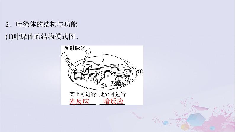 2025届高考生物一轮总复习必修1第三单元细胞的能量供应和利用第12讲捕获光能的色素和结构课件第6页