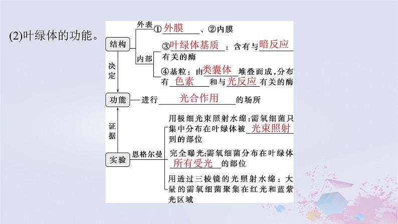 2025届高考生物一轮总复习必修1第三单元细胞的能量供应和利用第12讲捕获光能的色素和结构课件第7页