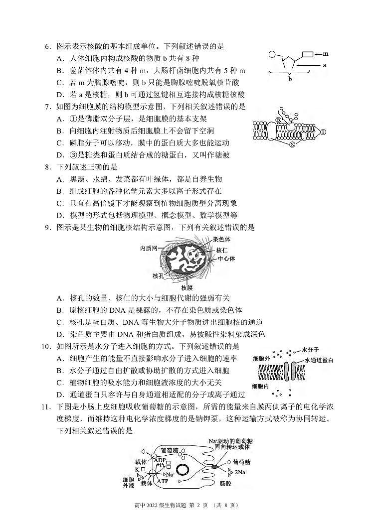 生物丨四川省成都市蓉城名校联盟2025届新高三6月期末联考生物试卷及答案第2页