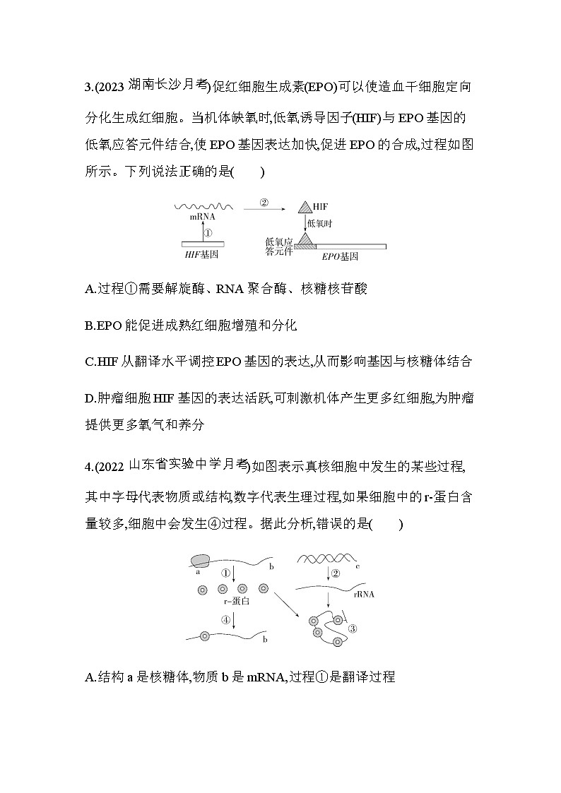 人教版高中生物必修2第4章基因的表达专题强化练5遗传信息的传递和表达含答案第2页