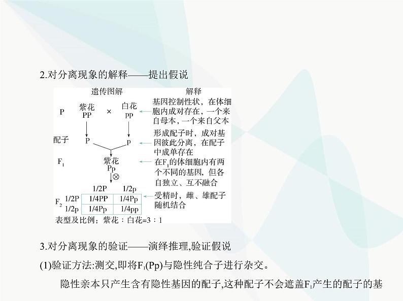 浙科版高中生物必修2第一章遗传的基本规律第一节孟德尔从一对相对性状的杂交实验中总结出分离定律课件08