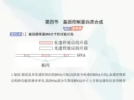 浙科版高中生物必修2第三章遗传的分子基础第四节基因控制蛋白质合成课件