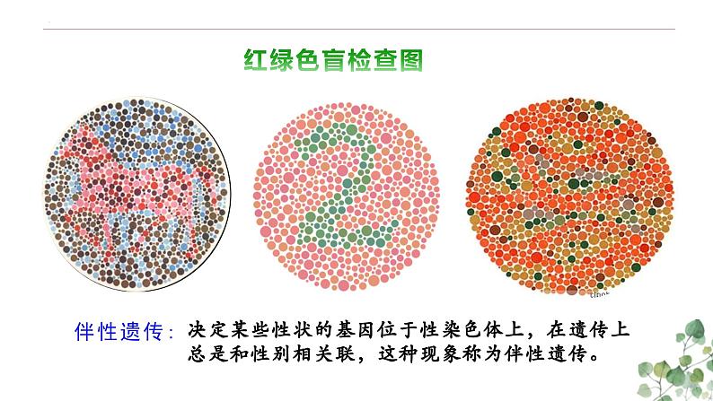 2.3 伴性遗传-高一生物下学期教学课件(人教版2019必修二)02