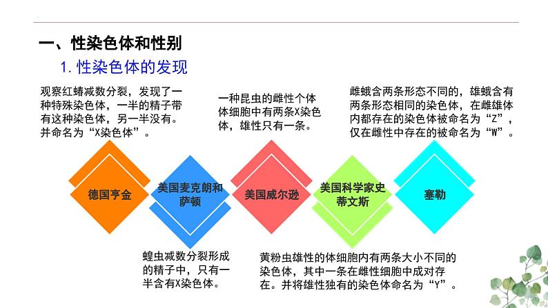 2.3 伴性遗传-高一生物下学期教学课件(人教版2019必修二)03