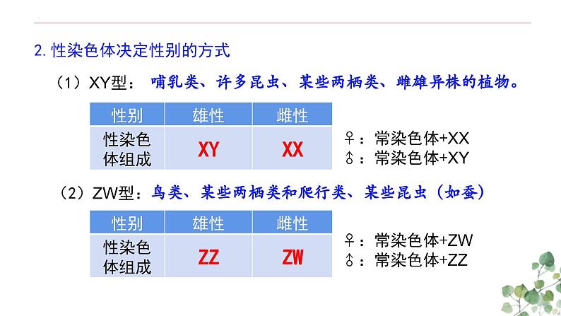 2.3 伴性遗传-高一生物下学期教学课件(人教版2019必修二)04