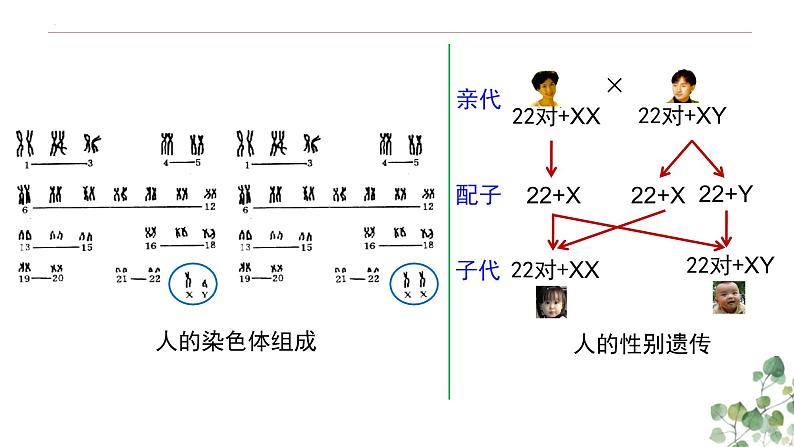 2.3 伴性遗传-高一生物下学期教学课件(人教版2019必修二)05