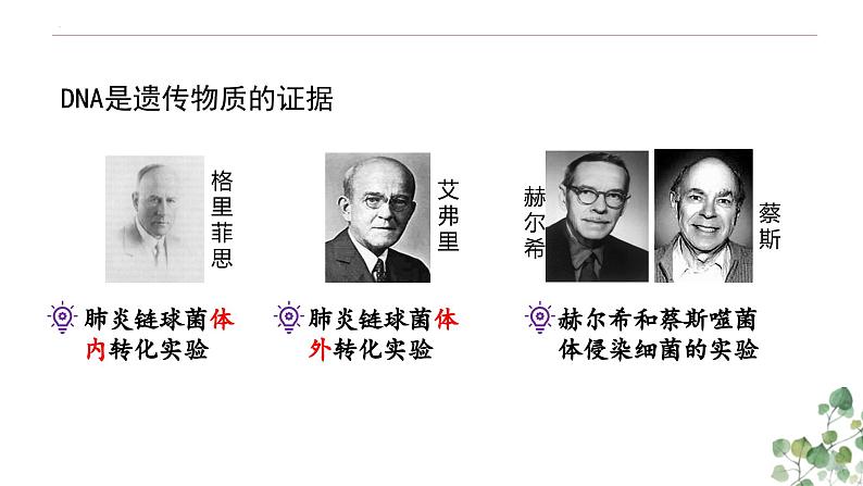 3.1 DNA是主要的遗传物质-高一生物下学期教学课件(人教版2019必修二)第4页