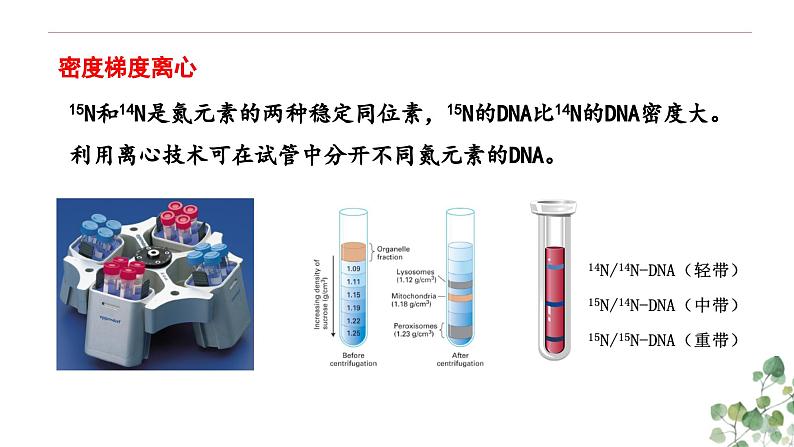 3.3 DNA的复制-高一生物下学期教学课件(人教版2019必修二)第4页